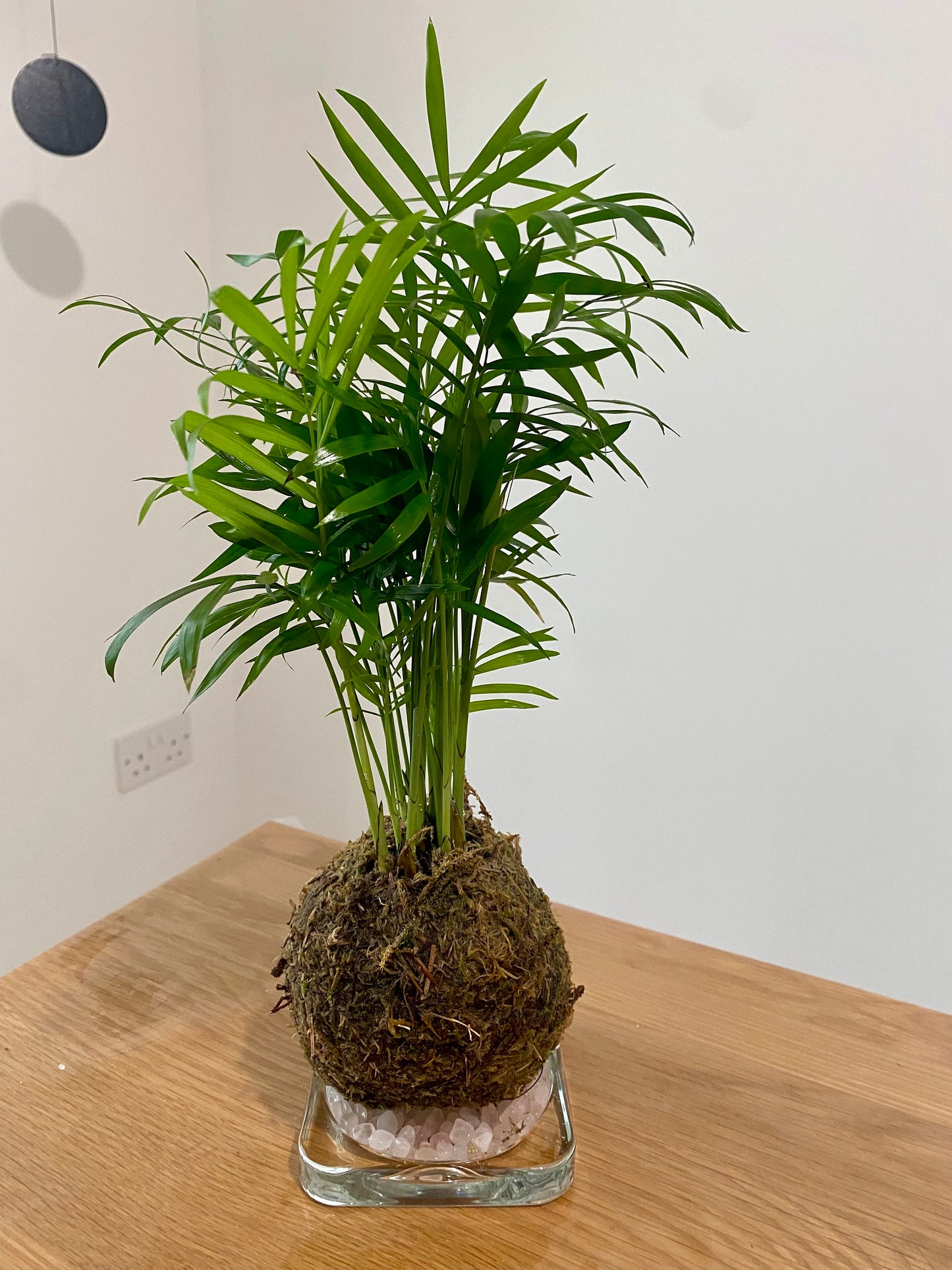 Kokedama, Chamaedorea elegance palm. Living art that blends elegance and nature,