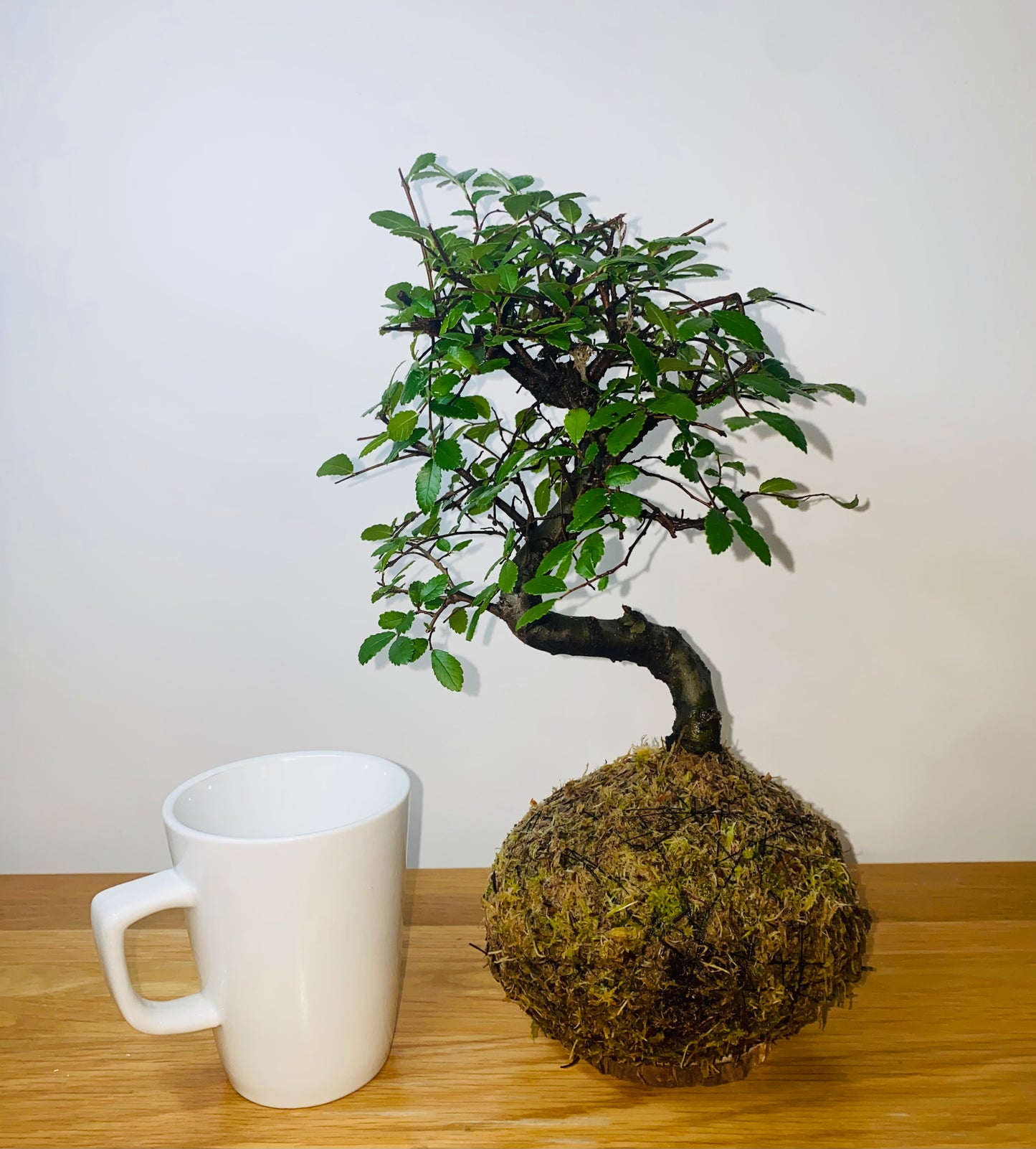 Elm Bonsai Kokedama – Living Art for Holistic Wellbeing.