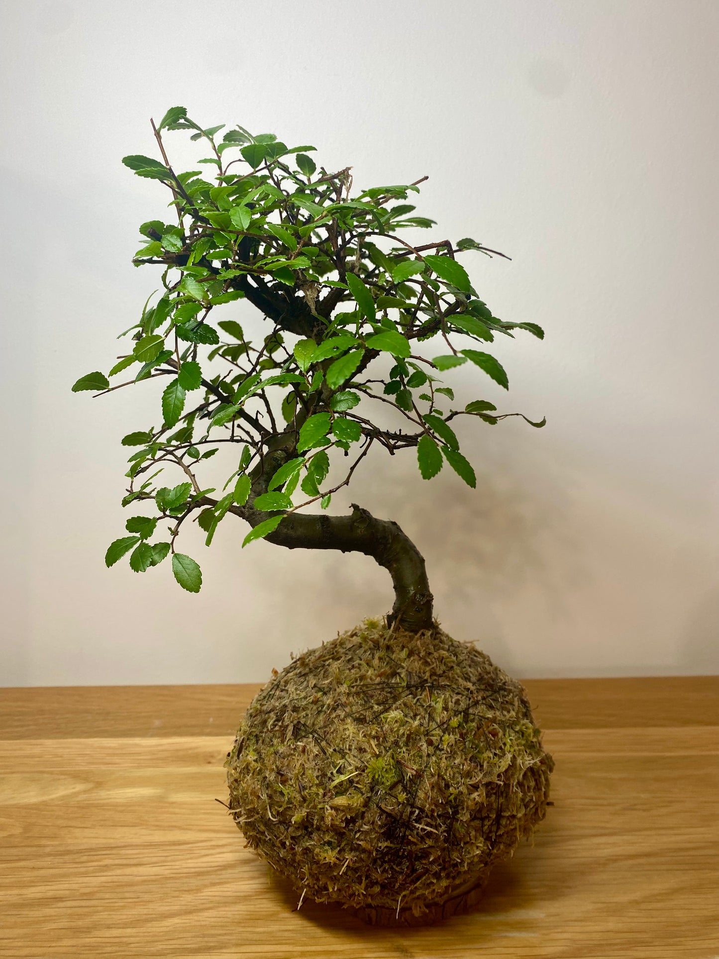 Elm Bonsai Kokedama – Living Art for Holistic Wellbeing.