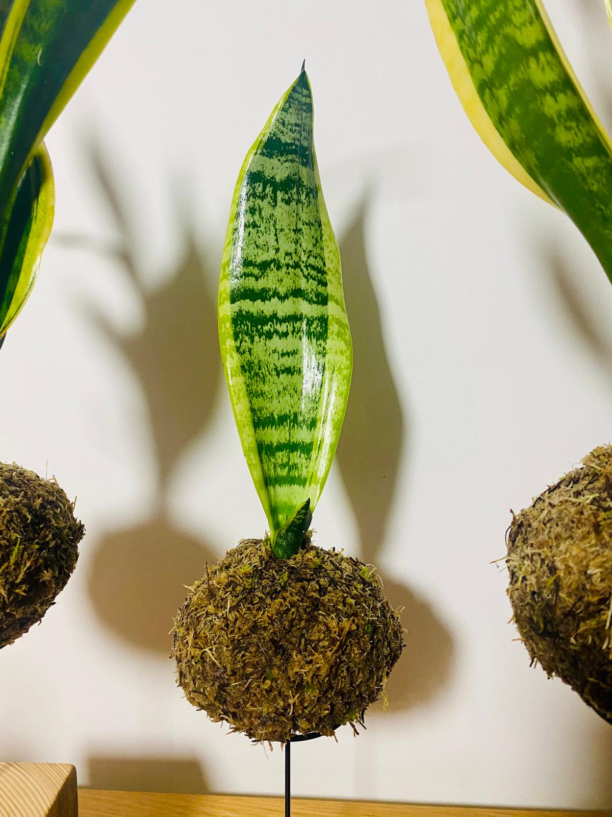 Sansevieria Kokedama. Snake plant