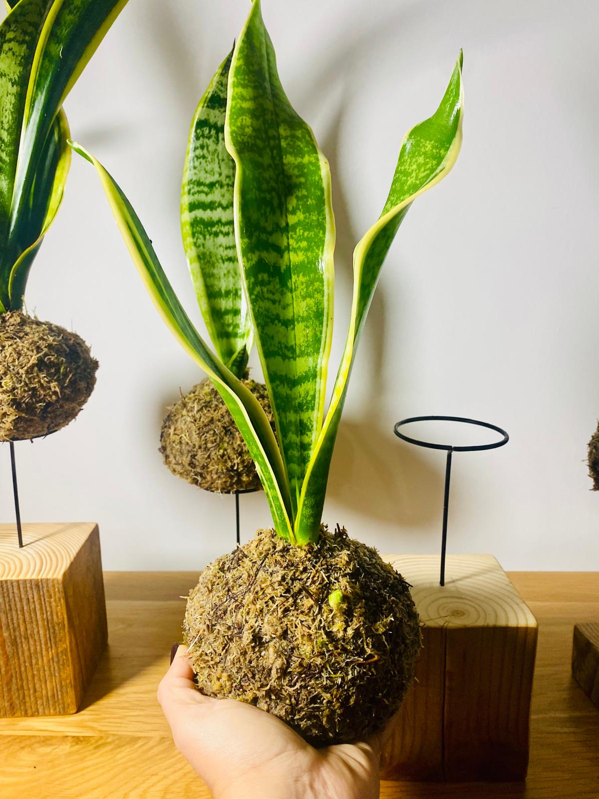 Sansevieria Kokedama. Snake plant