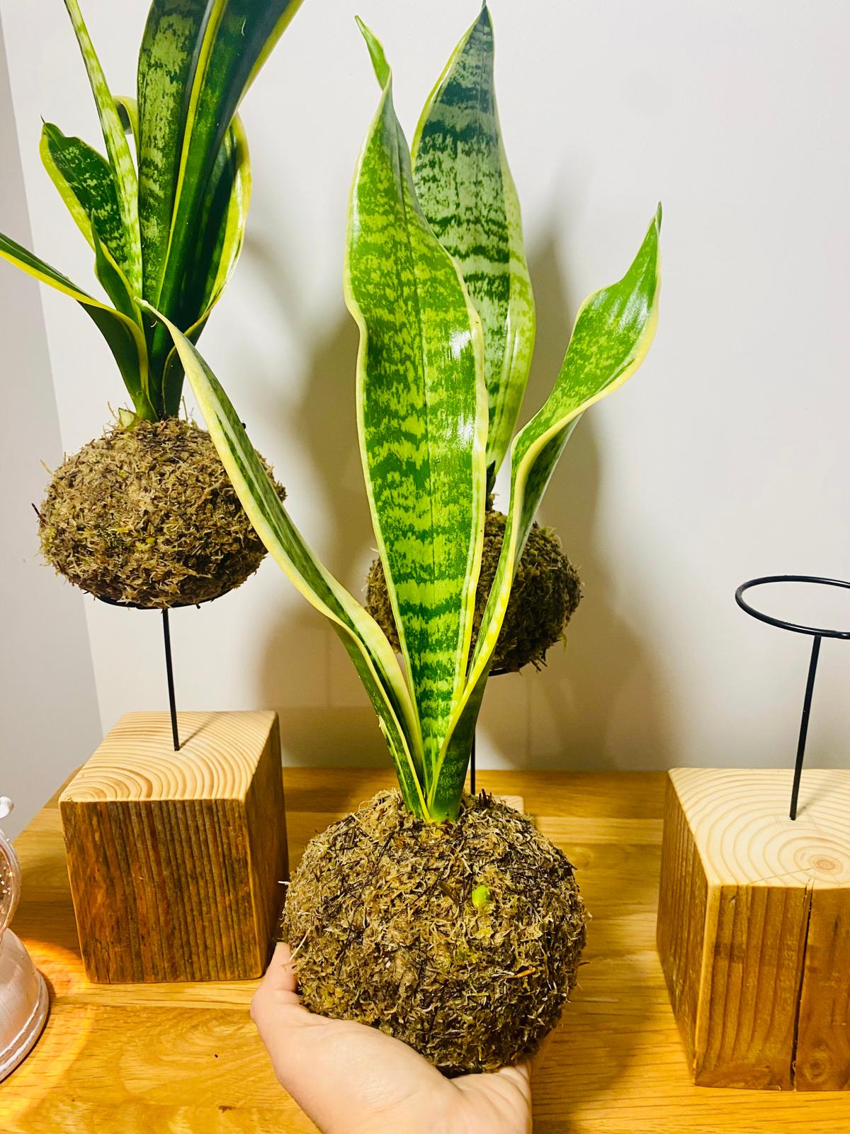 Sansevieria Kokedama. Snake plant