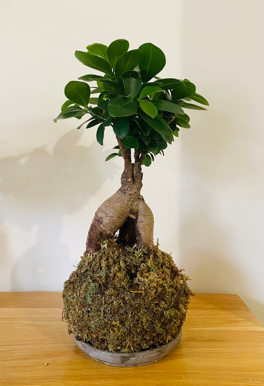 Kokedama, Ficus Microcarpa, Ginseng bonsái. Living art in a moss ball display.