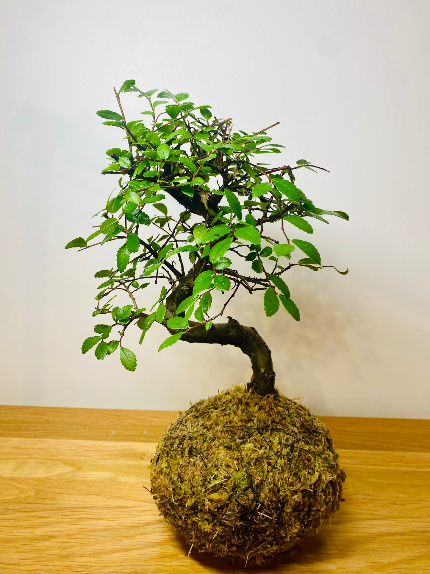 Elm Bonsai Kokedama – Living Art for Holistic Wellbeing.