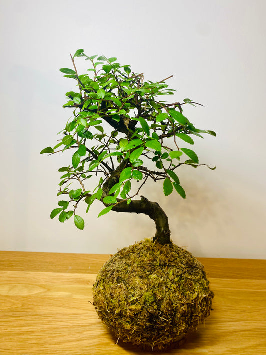 Elm Bonsai Kokedama – Living Art for Holistic Wellbeing.