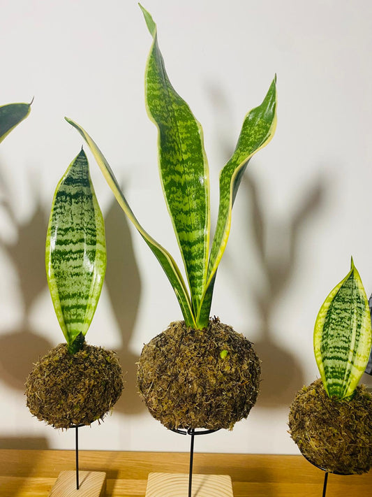 Sansevieria Kokedama. Snake plant