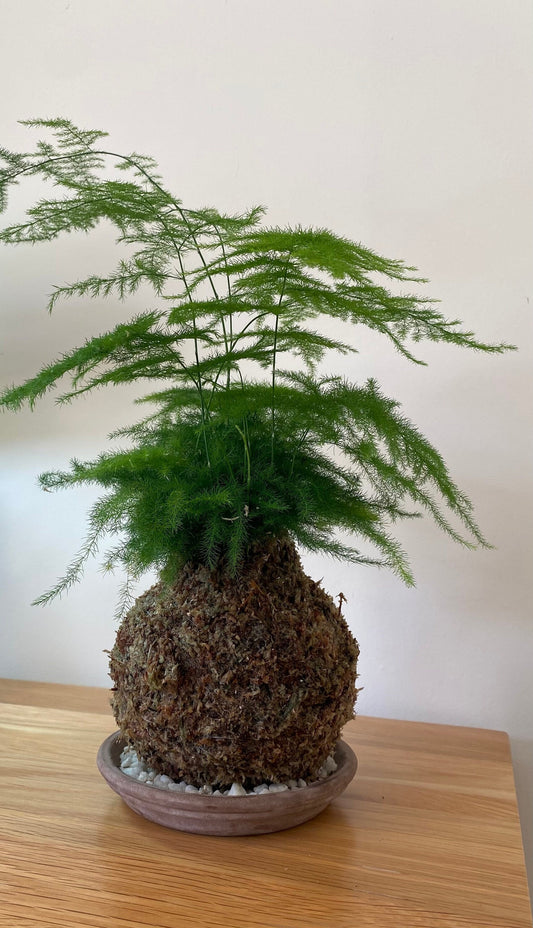 Kokedama, Asparagus Fern. Living art in a moss ball